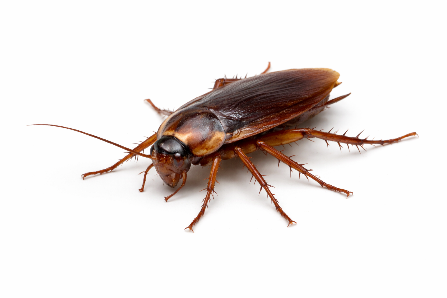 Cockroach Control