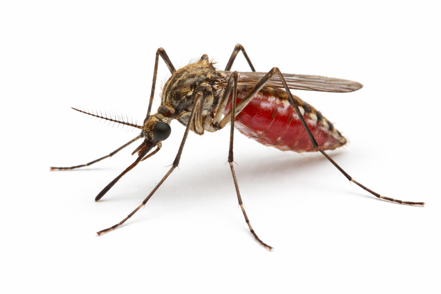 Mosquito Control
